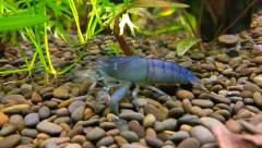 Crevette bleue du Gabon sur des graviers