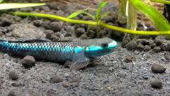 GOBIE BLEU COBALT