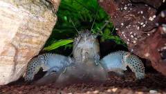 Crevette bleue du Gabon vue de face