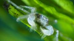Faux crabe araignée