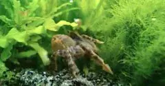 petite crabe de couleur ocre