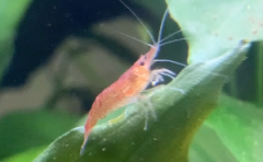 La reproduction des crevettes d'aquarium