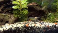 Crevette Macrobrachium Lanchestri en aquarium