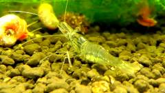 Crevette Breviata