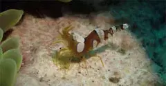 Petite crevette d'eau de mer
