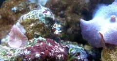 Crevette brune à tâche violette