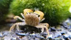 Crabe Pom Pom Pom dans un petit aquarium