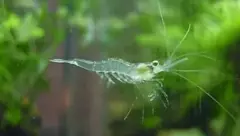 Crevette transparente