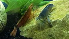 Crevette bleue du Gabon