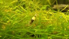 Crevette Breviata dans les plantes aquartiques