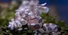 Crevette d'eau de mer aux tâches violettes