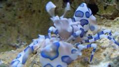 Crevette Arlequin marine
