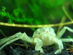 Faux crabe araignée