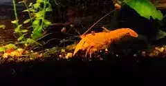 Écrevisse orange pour aquarium