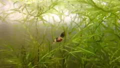 Crevette Breviata dans les plantes aquatiques