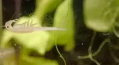 Branchipus qui nage sur le dos