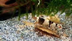 Caridina cantonensis Crysal