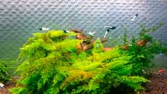 Crevette Cantonesis Pinto