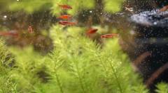 Rasboras moustique