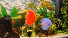 Discus