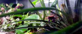 Crabe vampire violet
