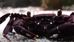 Crabe violet de Matanos