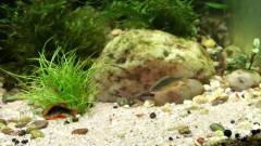 RASBORAS GALAXY