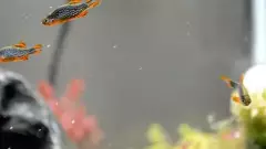 Petit poisson aux vives couleurs
