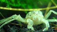Faux crabe araignée blanc vu de face