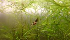 Crevette Breviata
