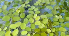 Petite plante verte flottante