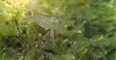 Crevette transparente pour aquarium