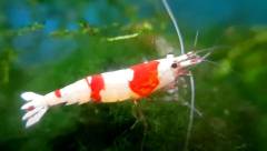 Caridina cantonensis Crysal