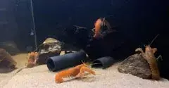 Grande écrevisse d'aquarium
