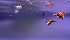 Poisson hachette marbré