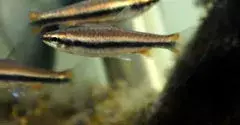 oisson pour nano aquarium