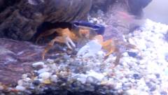 Crabe tricolore