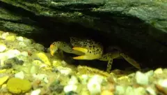 crabe Panthère sous une souche