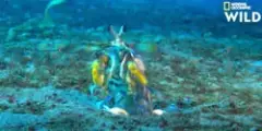 Crevette d'eau de mer cogneuse
