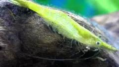 Crevette verte à long nez