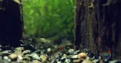petit poisson aux multiples couleurs