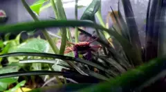 Crabe vampire violet au milieu des plantes