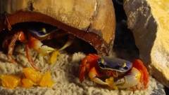 Crabe tricolore