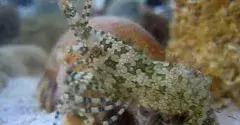 Étrange crevette d'eau de mer